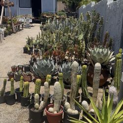 Free Succulents And Cactus 
