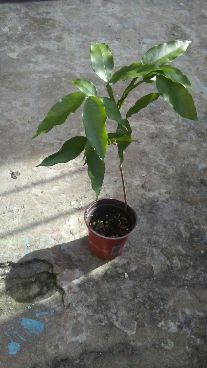 Live Exotic Quenepa Fruit Tree