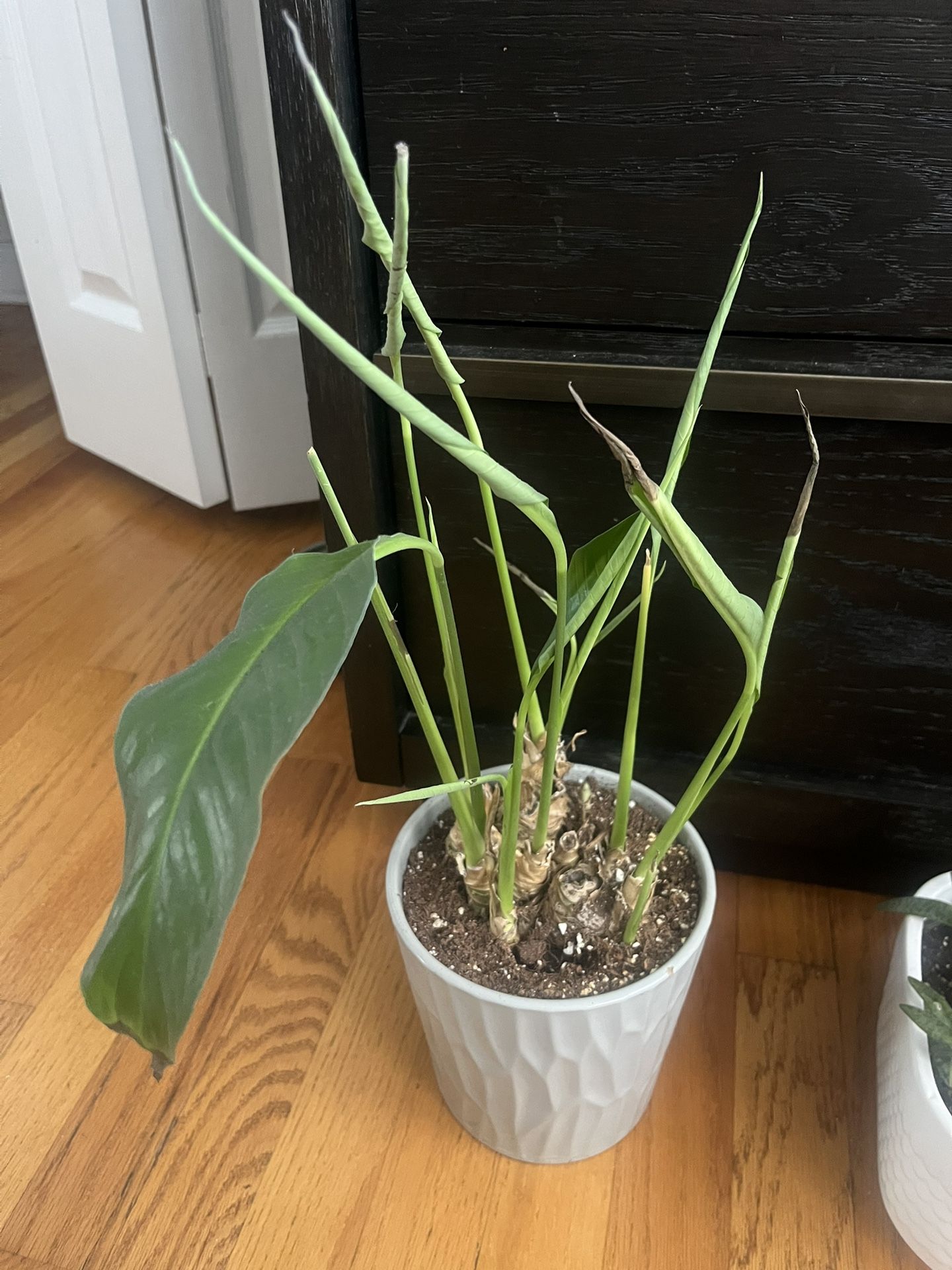 Spathiphyllum wallisii (Peace Lily)