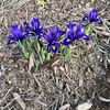 Dace