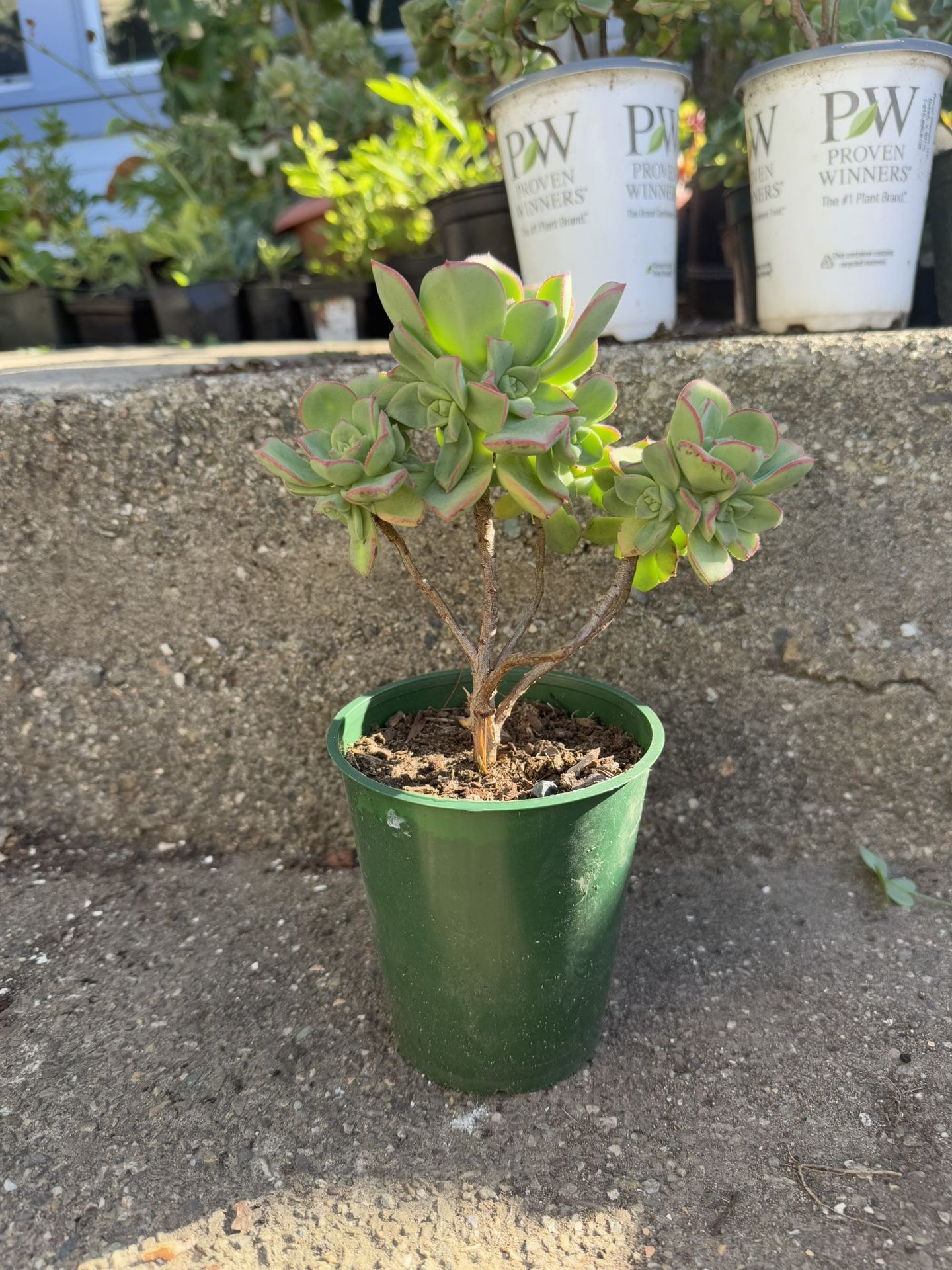 10+ inch Aeonium haworthii rooted succulent plant bonsai tree