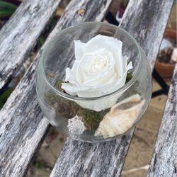 Preserved Rose In Glass Bowl 