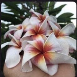 Plumeria Fully Rooted “Lollipop “