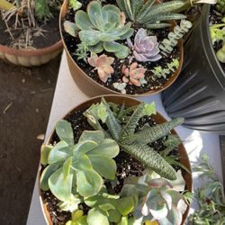 Succulents For Sale
