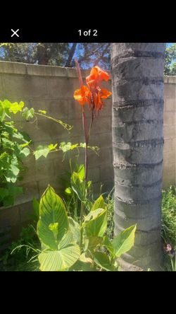 Orange Cana Lily Pot