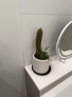 Cactus with pot