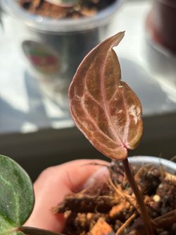 anthurium Sam’s dream X crystallinum