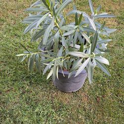 White Flowering oleander