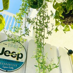 Sting Of Dolphins Plant