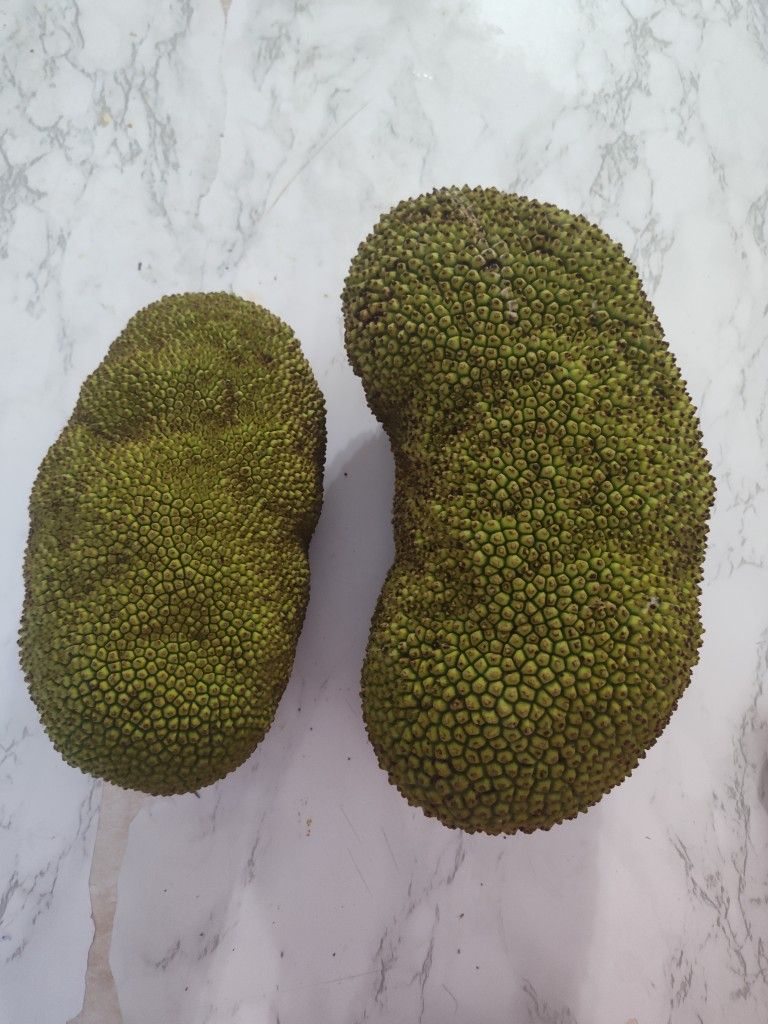 2 Fresh Jackfruit