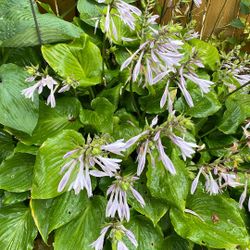 Hosta