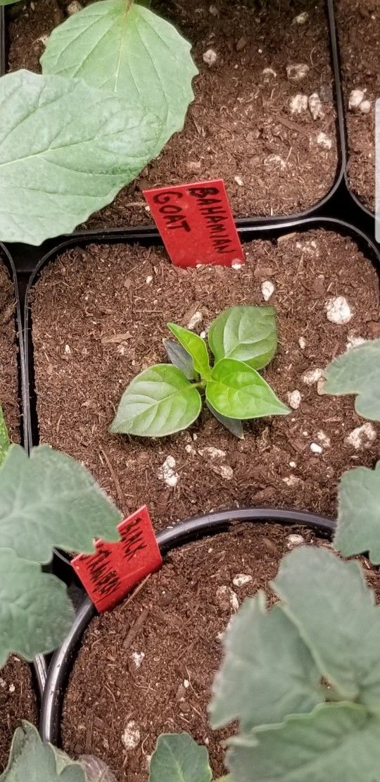 Tomato & Pepper plants 