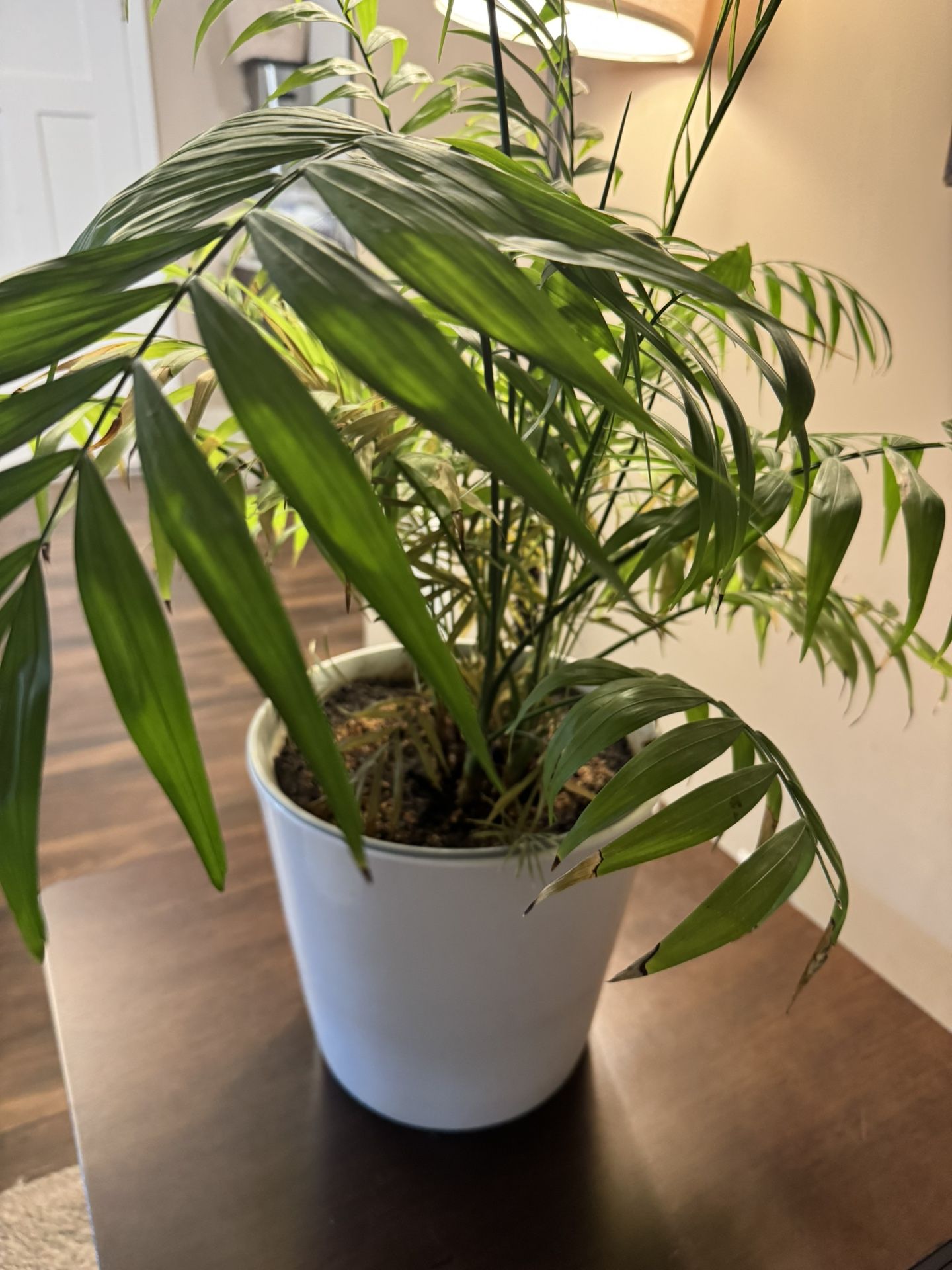 Plant