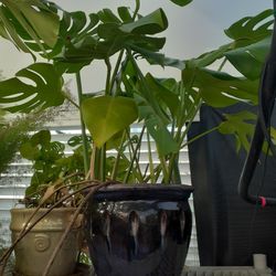 Monstera Houseplant In Ten Inch Pot!