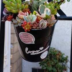Beautiful Mother's Day Succulent Arrangements 