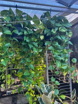 Golden pothos in 10” hanging baskets. SPECIAL PRICE 🤩