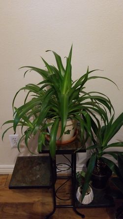 Spider Plants: How to Grow and Care for Spider Plants