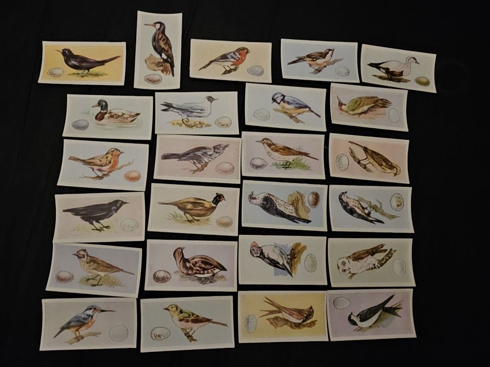 25 Vintage Bird Cards Over 100 Years Old
