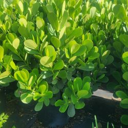 Beautiful Clusias Plants For Inmediate Privacy!!! 4 Feet Tall!! Fertilized 