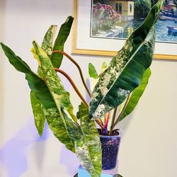 Variegated Billietiae Philodendron-XLleaves - Plant Backyard Sale On March 29,2026
