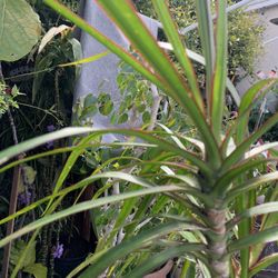 Plant In 5 Gallon Container. 40 In Tall. Price Is Firm..