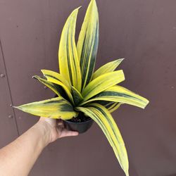 Sansiveria Flame In 6” Pot 