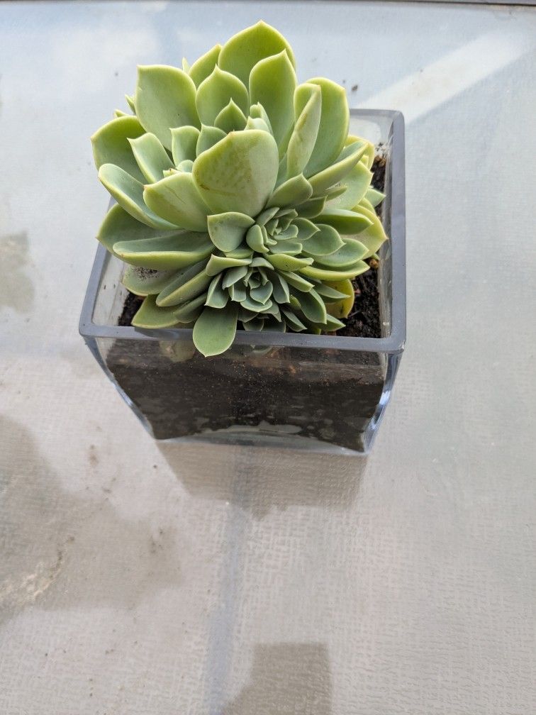 Succulents, Cactus, Raspberries, Spider Plant, Pepper