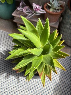 Aloe Plant