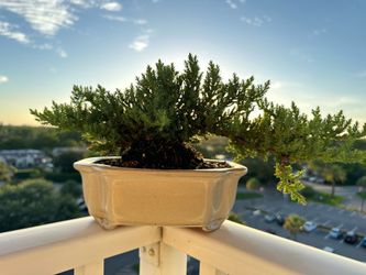 Bonsai Juniper Procumbens nana