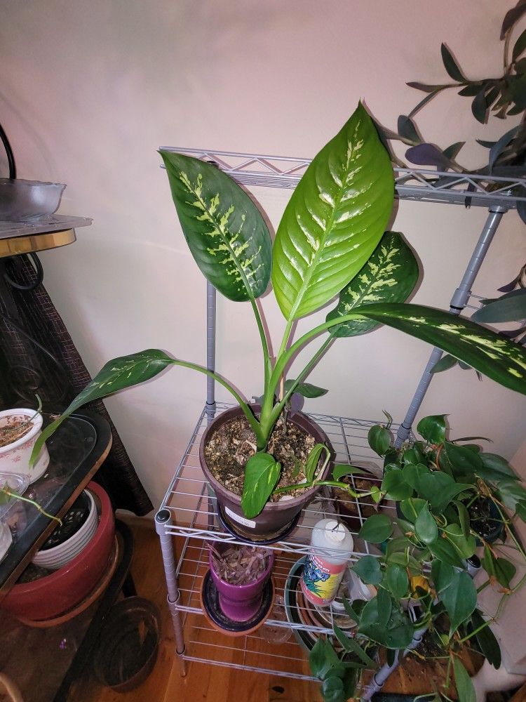 Dumbcane, Pothos, Purple Heart
