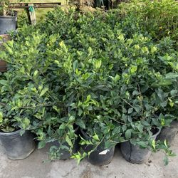 Gardenia Mystery 
