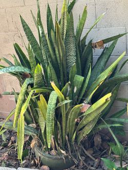 Name if plant-Mother in laws tongue, supposedly good luck plant. Good to have by front door to protect you with positive energy ?