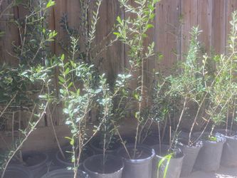 Olive trees one and a half foot tall $15 each