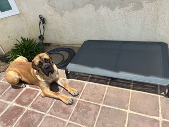 Raised Dog Bed