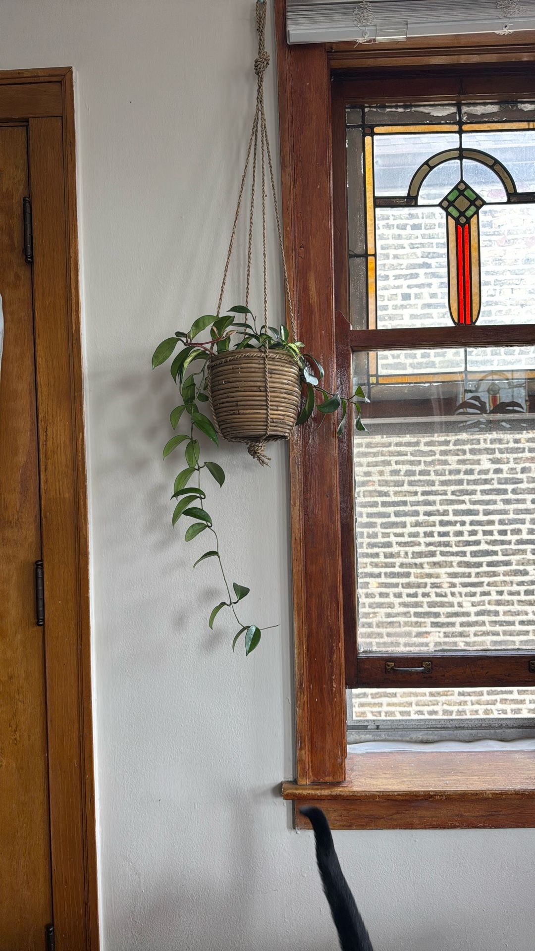 Princess Hoya Crimson Live Plant With Pot