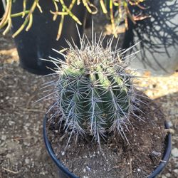 Saguaro Cactus 