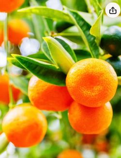 Bearing Fruit Calamondin/cây cà chua cái tròn đang có trái🪴$65 each