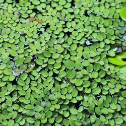 Aquatic Plant