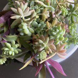 Succulents 