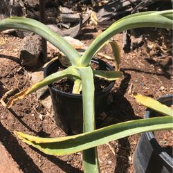 Octopus Agave Plants 