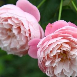 Rare European, Japan rose plants ,      Plume 