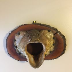 Weird Taxidermy Fish Specimen