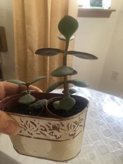 Plants