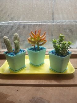 Potted Plants $5 each