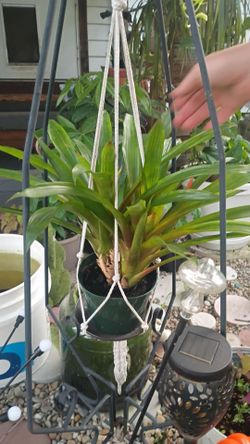 Bromeliads