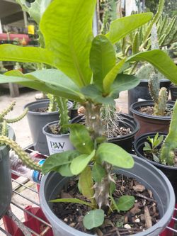 Crown Of Thorns Plant