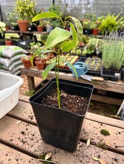 Mango seedling (2 trees in 1 pot) - Only 29