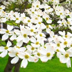 White Dogwood Tree