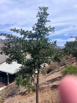 Oak tree 50% Off Sale