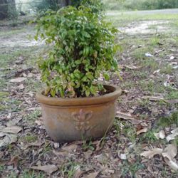 Nandina Plant & Clay Planter Pot